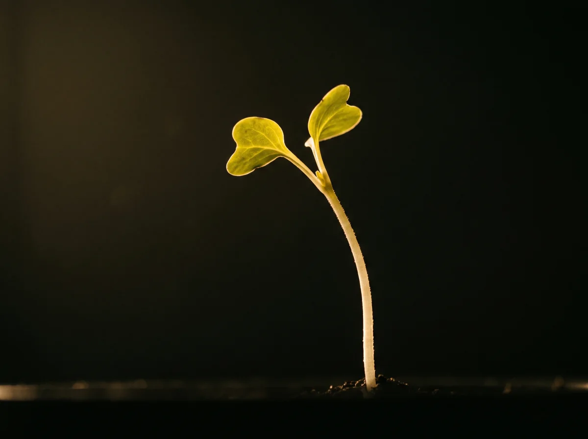 A single broccoli sprout