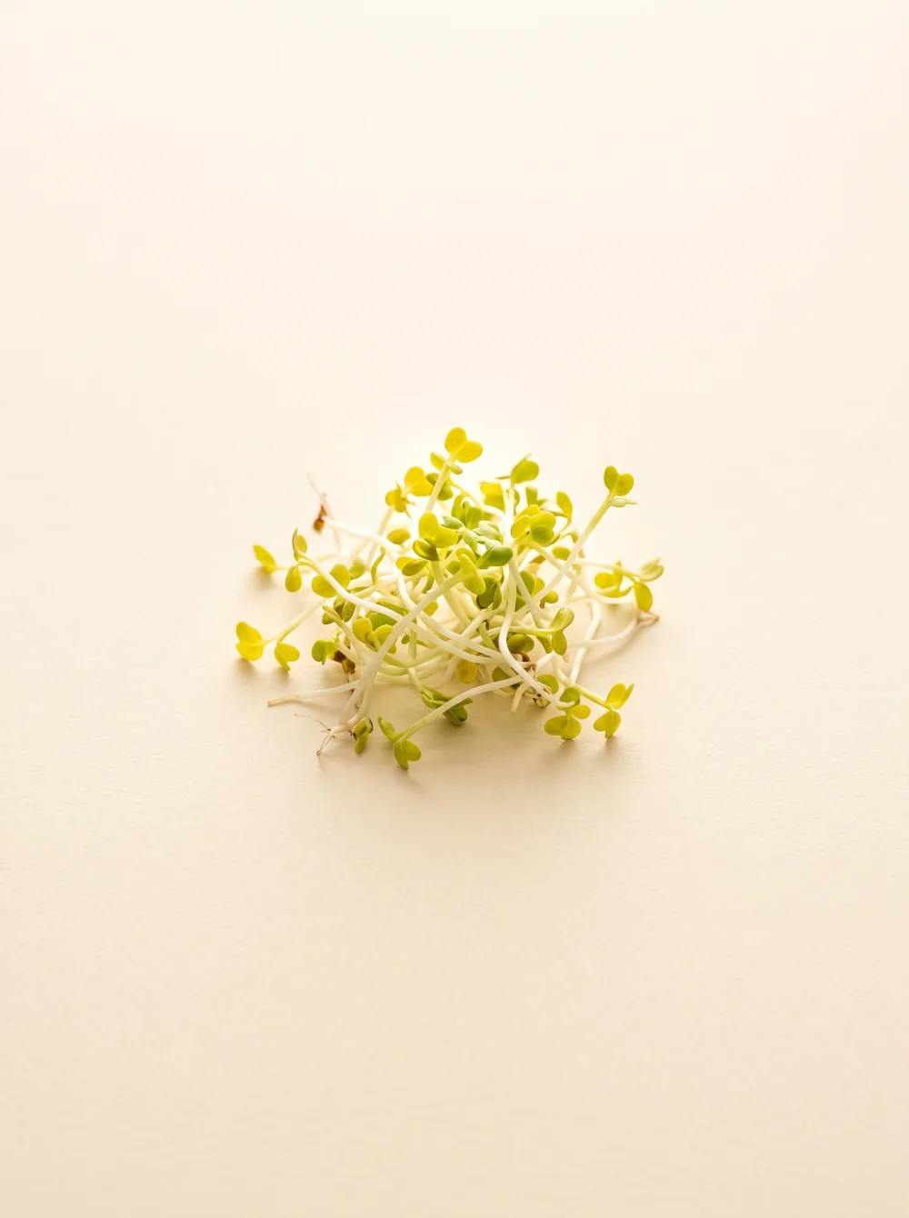 A small cluster of three-day broccoli sprouts
