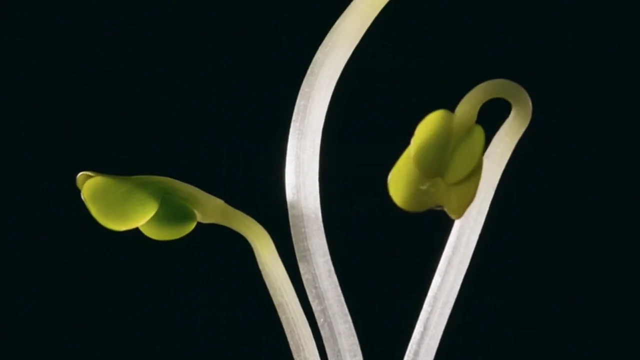 Three-day broccoli sprouts